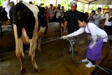 Menteri BUMN Rini Soemarno (kanan) memandikan sapi perah yang terdapat di tempat wisata edukasi peternakan sapi perah dan kambing etawa yang merupakan CSR BNI  ketika kunjungan progaram Perhutanan Sosial di Dusun Karang Anyar, Lumajang, Jawa Timur, Jumat (15/2/2019). Sejak program Perhutanan Sosial dan KUR BNI menyentuh desa tersebut   tercatat ada pertumbuhan yakni jumlah sapi meningkat dari 400 ekor menjadi 882 ekor sehinga produksinya pun meningkat menjadi sedikitnya 5.000 liter per hari dan jumlah ternak kambing tumbuh dari 8.000 menjadi 11.000 ekor.   ANTARA FOTO/Zabur Karuru