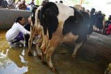 Menteri BUMN Rini Soemarno (kiri) memerah sapi perah yang terdapat di tempat wisata edukasi peternakan sapi perah dan kambing etawa yang merupakan CSR BNI  ketika kunjungan progaram Perhutanan Sosial di Dusun Karang Anyar, Lumajang, Jawa Timur, Jumat (15/2/2019). Sejak program Perhutanan Sosial dan KUR BNI menyentuh desa tersebut   tercatat ada pertumbuhan yakni jumlah sapi meningkat dari 400 ekor menjadi 882 ekor sehinga produksinya pun meningkat menjadi sedikitnya 5.000 liter per hari dan jumlah ternak kambing tumbuh dari 8.000 menjadi 11.000 ekor.    Antara Jatim/Zabur Karuru