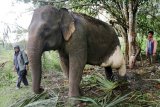Petugas Pusat Latihan Gajah (PLG) Saree mengawasi gajah jinak yang telah diolesi obat tradisional di Aceh Besar, Aceh, Kamis (14/2/2019). BKSDA Aceh berupaya mengobati gajah jinak betina bernama Ida yang cidera pada kaki kiri belakang akibat diserang gajah liar saat penggiringan di Kabupaten Bener Meriah. (ANTARA FOTO/Irwansyah Putra)