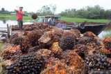 Jika Eropa boikot kelapa sawit, Wapres: Indonesia tidak beli Airbus
