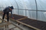 Mengintip pengolahan kopi Arabika Solok dari kebun hingga ke cangkir