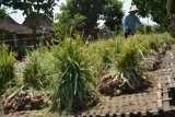 Buruh tani menjemur bawang merah hasil panen di Desa Tondowulan, Kecamatan Plandaan, Jombang, Jawa Timur, Senin (18/2/2019). Harga bawang merah ditingkat pertani saat ini hanya berkisar Rp 6 ribu per kilogram sebelumnya Rp 10 ribu sampai Rp 13 ribu per kilogramnya. Antara Jatim/Syaiful Arif/ZK.