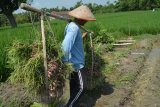 Buruh tani mengangkut bawang merah hasil panen di Desa Tondowulan, Kecamatan Plandaan, Jombang, Jawa Timur, Senin (18/2/2019). Harga bawang merah ditingkat pertani saat ini hanya berkisar Rp 6 ribu per kilogram sebelumnya Rp 10 ribu sampai Rp 13 ribu per kilogramnya. Antara Jatim/Syaiful Arif/ZK.