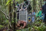 Anggota Polsek dan Koramil Menukung melepaskan satu dari enam individu Orangutan di dalam kawasan Taman Nasional Bukit Baka Bukit Raya (TNBBBR), Kabupaten Melawi, Kalbar, Kamis (14/2/2019). IAR Indonesia bersama Balai TNBBBR dan BKSDA Kalbar melepasliarkan enam individu Orangutan di kawasan tersebut. (ANTARA FOTO)