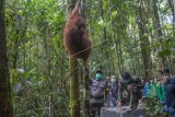 Satu dari enam individu Orangutan bergelantungan di pohon setelah dilepaskan di dalam kawasan Taman Nasional Bukit Baka Bukit Raya (TNBBBR), Kabupaten Melawi, Kalbar, Kamis (14/2/2019). IAR Indonesia bersama Balai TNBBBR dan BKSDA Kalbar melepasliarkan enam individu Orangutan di kawasan tersebut. (ANTARA FOTO)