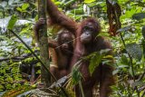 Dua dari enam individu Orangutan bergelantungan di pohon setelah dilepaskan di dalam kawasan Taman Nasional Bukit Baka Bukit Raya (TNBBBR), Kabupaten Melawi, Kalbar, Kamis (14/2/2019). IAR Indonesia bersama Balai TNBBBR dan BKSDA Kalbar melepasliarkan enam individu Orangutan di kawasan tersebut. (ANTARA FOTO)