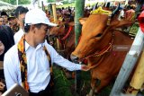 Menteri Pertanian Andi Amran Sulaiman (kiri) mengamati sapi ternak saat melakukan kunjungan kerja di Desa Kaduara Barat,  Pamekasan, Jawa Timur, Selasa (19/2/2019). Dalam kesempatan itu Mentan memberikan bantuan senilai Rp10 miliar berupa alat-alat mesin pertanian dan anggaran tahunan sebanyak Rp125 miliar untuk empat kabupaten di Madura. Antara Jatim/Saiful Bahri/ZK.