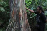 Pengunjung berada dibawah pohon leda (Eucalyptus deglupta) di Kawasan Hutan Lindung Wakonti, Baubau, Sulawesi Tenggara, Selasa (19/2/2019). Pohon leda yang memiliki warna khas loreng hijau tersebut mengandung minyak Astiri pada bagian daun, yang biasa dimanfaatkan untuk industri obat-obatan, makanan, dan kosmetik. (ANTARA FOTO)