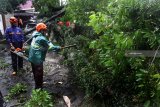 Personel Badan Penangulangan Bencana Daerah (BPBD) memotong dahan pohon tumbang yang menimpa sebuah mobil  di Malang, Jawa Timur, Selasa (19/2/2019). Hujan deras disertai angin kencang yang melanda kawasan tersebut menyebabkan pohon tumbang di sejumlah titik dan mengakibatkan dua orang luka-luka. Antara Jatim/Ari Bowo Sucipto/ZK.