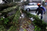 Personel Badan Penangulangan Bencana Daerah (BPBD) memotong dahan pohon tumbang yang menimpa sebuah mobil  di Malang, Jawa Timur, Selasa (19/2/2019). Hujan deras disertai angin kencang yang melanda kawasan tersebut menyebabkan pohon tumbang di sejumlah titik dan mengakibatkan dua orang luka-luka. Antara Jatim/Ari Bowo Sucipto/ZK.