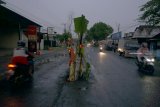 Kendaraan melintas di jalan nasional Tulungagung-Trenggalek yang ditanami pohon pisang di ruas Desa Bolorejo, Tulungagung, Jawa Timur, Selasa (19/2/2019). Warga sengaja memasang penanda berupa tong dan tanaman pisang untuk menghindari kecelakaan lalu lintas akibat jalan yang rusak dan berlubang di ruas tersebut. Antara Jatim/Destyan Sujarwoko/zk