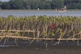 Nelayan beraktivitas di kawasan hutan mangrove di pesisir tiris, Pasekan, Indramayu, Jawa Barat, Selasa (19/2/2019). Kemenko Kemaritiman mencatat 1,82 juta hektar mangrove di Indonesia dalam keadaan kritis dan selama kurum waktu 2010 hingga 2015 terjadi degradasi mangrove seluas 260.859, 32 hektar. ANTARA JABAR/Dedhez Anggara/agr.