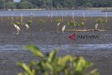 POPULASI BURUNG CANGAK ABU. Kawanan burung cangak abu (Ardea cinerea) mencari makan di kawasan mangrove pantai Tiris, Indramayu, Jawa Barat, Selasa (19/2/1019). Habitat Burung Cangak abu di hutan manggrove pesisir Indramayu itu terancam rusak akibat penebangan dan alih fungsi lahan sehingga dikhawatirkan populasi burung tersebut semakin berkurang. ANTARA JABAR/Dedhez Anggara/agr. 