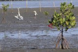 Kawanan burung cangak abu (Ardea cinerea) mencari makan di kawasan mangrove pantai Tiris, Indramayu, Jawa Barat, Selasa (19/2/1019). Habitat Burung Cangak abu di hutan manggrove pesisir Indramayu itu terancam rusak akibat penebangan dan alih fungsi lahan sehingga dikhawatirkan populasi burung tersebut semakin berkurang. ANTARA JABAR/Dedhez Anggara/agr. 