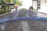 Bantuan kolam ikan Orchid untuk warga Kota Kupang