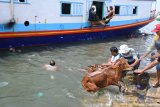 Sejumlah buruh angkut menurunkan sapi dengan cara dilempar ke laut dari perahu motor di Pelabuhan Kalbut, Mangaran, Situbondo, Jawa Timur, Kamis (21/2/2019). Proses bongkar muat hewan ternak, seperti sapi dan kambing dari kepulauan Madura terpaksa dilempar ke laut karena perahu motor tidak dapat merapat ke dermaga. Antara Jatim/Seno/ZK.