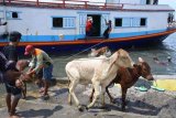 BONGKAR MUAT TERNAK DI PELABUHAN KALBUT