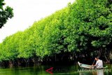 Pengelola menyediakan perahu untuk wisatawan yang akan menyusuri kawasan ekowisata mangrove di Kecamatan Muaragembong, Kabupaten Bekasi, Jawa Barat. (Antaranews Megapolitan/Foto: Pradita Kurniawan Syah).