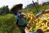 Petani memanen cabai rawit di kawasan lahan pertanian Sumur Welut di Surabaya, Jawa Timur, Jumat (22/2/2019). Pemkot Surabaya memberdayakan kelompok-kelompok tani di wilayah itu melalui program pertanian perkotaan atau 'urban farming' yang diharapkan menjadi salah satu solusi mewujudkan kemandirian dan ketahanan pangan di Kota Surabaya. Antara Jatim/Zabur Karuru