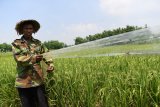 Petani memasang plastik yang berfungsi sebagai pengusir hama di sawah di kawasan lahan pertanian Sumur Welut di Surabaya, Jawa Timur, Jumat (22/2/2019). Pemkot Surabaya memberdayakan kelompok-kelompok tani di wilayah itu melalui program pertanian perkotaan atau 'urban farming' yang diharapkan menjadi salah satu solusi mewujudkan kemandirian dan ketahanan pangan di Kota Surabaya. Antara Jatim/Zabur Karuru