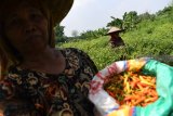 Petani memanen cabai rawit di kawasan lahan pertanian Sumur Welut di Surabaya, Jawa Timur, Jumat (22/2/2019). Pemkot Surabaya memberdayakan kelompok-kelompok tani di wilayah itu melalui program pertanian perkotaan atau 'urban farming' yang diharapkan menjadi salah satu solusi mewujudkan kemandirian dan ketahanan pangan di Kota Surabaya. Antara Jatim/Zabur Karuru