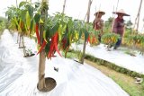 Petani memanen cabai merah di kawasan lahan pertanian  Sumur Welut di Surabaya, Jawa Timur, Jumat (22/2/2019). Pemkot Surabaya memberdayakan kelompok-kelompok tani di wilayah itu melalui program pertanian perkotaan atau 'urban farming' yang diharapkan menjadi salah satu solusi mewujudkan kemandirian dan ketahanan pangan di Kota Surabaya. Antara Jatim/Zabur Karuru