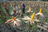 Petani panen jagung jenis hybrida di Desa Penaguan, Pamekasan, Jawa Timur, Minggu (24/2/2019). Harga komuditas tersebut dalam sebulan terakhir turun dari Rp6.000 menjadi Rp5.000 karena memasuki musim panen raya. Antara Jatim/Saiful Bahri/ZK.