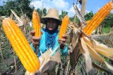 Petani menunjukkan jagung jenis hybrida saat panen di Desa Penaguan, Pamekasan, Jawa Timur, Minggu (24/2/2019). Harga komuditas tersebut dalam sebulan terakhir turun dari Rp6.000 menjadi Rp5.000 karena memasuki musim panen raya. Antara Jatim/Saiful Bahri/ZK.