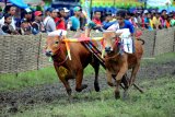 Joki memacu sapi kerapan dalam sebuah kejuaraan di Stadion R Soenarto Hadiwidjojo, Pamekasan, Jawa Timur, Minggu (24/2/2019). Kejuaraan kerapan sapi tersebut diikuti 60 pasang sapi se Madura. Antara Jatim/Saiful Bahri/ZK.