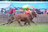 Joki memacu sapi kerapan dalam sebuah kejuaraan di Stadion R Soenarto Hadiwidjojo, Pamekasan, Jawa Timur, Minggu (24/2/2019). Kejuaraan kerapan sapi tersebut diikuti 60 pasang sapi se Madura. Antara Jatim/Saiful Bahri/ZK.