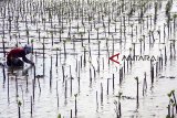 Pekerja menanam pohon magrove di Taman Ekowisata Mangrove Tangkolak, Cilamaya Wetan, Karawang, Jawa Barat, Sabtu (23/2/2019). Penanaman pohon mangrove tersebut untuk meningkatkan perbaikan lingkungan dan upaya pencegahan abrasi di kawasan pesisir pantai. ANTARA JABAR/M Ibnu Chazar/agr.