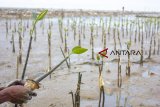 Pekerja menanam pohon magrove di Taman Ekowisata Mangrove Tangkolak, Cilamaya Wetan, Karawang, Jawa Barat, Sabtu (23/2/2019). Penanaman pohon mangrove tersebut untuk meningkatkan perbaikan lingkungan dan upaya pencegahan abrasi di kawasan pesisir pantai. ANTARA JABAR/M Ibnu Chazar/agr.