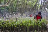 Pekerja memeriksa pohon magrove untuk ditanam di Taman Ekowisata Mangrove Tangkolak, Cilamaya Wetan, Karawang, Jawa Barat, Sabtu (23/2/2019). Penanaman pohon mangrove tersebut untuk meningkatkan perbaikan lingkungan dan upaya pencegahan abrasi di kawasan pesisir pantai. ANTARA JABAR/M Ibnu Chazar/agr.