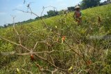 Petani memanen cabai di Sumobito, Jombang, Jawa Timur, Selasa (26/2/2019). Petani di wilayah setempat mengeluhkan banyak tanaman cabai yang busuk dan mati terserang penyakit busuk batang. Antara Jatim/Syaiful Arif/zk