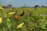 Petani memanen cabai di Sumobito, Jombang, Jawa Timur, Selasa (26/2/2019). Petani di wilayah setempat mengeluhkan banyak tanaman cabai yang busuk dan mati terserang penyakit busuk batang. Antara Jatim/Syaiful Arif/zk