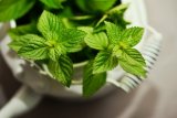 Manfaat daun mint untuk kesehatan