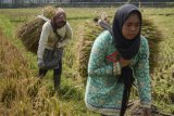 Petani membawa jerami saat panen padi di Cinambo, Bandung, Jawa Barat, Kamis (28/2/2019). Pemerintah menargetkan penyaluran Kredit Usaha Rakyat (KUR) khusus untuk sektor peternakan dan pertanian pada 2019 sebesar Rp 28 triliun. ANTARA JABAR/Raisan Al Farisi/agr.