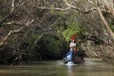 Pengunjung menikmati suasana sungai saat menyusuri hutan mangrove di wisata Kedung Cowet, Cantigi, Indramayu, Jawa Barat, Rabu (27/2/2019). Wisata jelajah hutan mangrove Kedung Cowet menawarkan keindahan hutan mangrove yang masih alami dan kian banyak diminati wisatawan. ANTARA JABAR/Dedhez Anggara/agr.