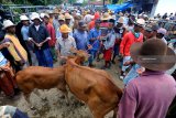 Pedagang sapi dan pembeli bertransaksi di Pasar Keppo, Pamekasan, Jawa Timur, Selasa (5/2/2019). Dalam dua pekan terakhir harga sapi Madura yang dibandrol antara Rp4 juta  hingga Rp25 juta turun  menjadi Rp3.5 juta-Rp24 juta per ekor tergantung ukuran akibat daya beli petani menurun karena musim tanam. Antara Jatim/Saiful Bahri/ZK