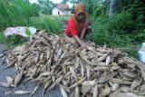 Warga merapikan tumpukan jagung lokal Madura saat panen di Kelurahan Kowel, Pamekasan, Jawa Timur, Minggu (3/2/2019). Jagung Madura non pakan ternak itu turun dari sebelumnya Rp6.000 menjadi Rp5.500 per kg karena mulai masuk masa panen. Antara Jatim/Saiful Bahri/ZK.