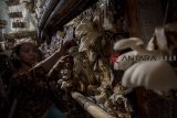 Petani memanen jamur tiram putih di Desa Sukadamai, Cicantayan, Kabupaten Sukabumi, Jawa Barat, Senin (4/2/2019). Petani setempat mengaku sejak musim penghujan tiba hasil panen jamur tiram mengalami peningkatan hingga 100 persen dari 40 kg menjadi 80 kg per panen dengan harga jual Rp15.000 per kilogram. ANTARA JABAR/Nurul Ramadhan/agr.