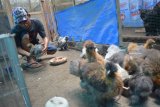 Purwanto, memberi makan ayam American silkie yang dikembangbiakkannya di Dusun Wersah, Jombang, Jawa Timur, Selasa (5/2/2019). Harga ayam hias American silkie ini terbilang masih cukup mahal, untuk usia dua minggu dijual Rp 500 ribu sampai puluhan juta rupiah tergantung warna bulu dan jambul. Antara Jatim/Syaiful Arif/ZK