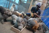 Purwanto, memberi makan ayam American silkie yang dikembangbiakkannya di Dusun Wersah, Jombang, Jawa Timur, Selasa (5/2/2019). Harga ayam hias American silkie ini terbilang masih cukup mahal, untuk usia dua minggu dijual Rp 500 ribu sampai puluhan juta rupiah tergantung warna bulu dan jambul. Antara Jatim/Syaiful Arif/ZK