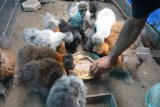 Purwanto, memberi makan ayam American silkie yang dikembangbiakkannya di Dusun Wersah, Jombang, Jawa Timur, Selasa (5/2/2019). Harga ayam hias American silkie ini terbilang masih cukup mahal, untuk usia dua minggu dijual Rp 500 ribu sampai puluhan juta rupiah tergantung warna bulu dan jambul. Antara Jatim/Syaiful Arif/ZK