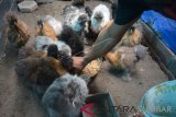 PETERNAK AYAM AMERICAN SILKIE