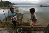 Nelayan mengambil lobster air tawar (Cherax quadricarinatus) dari perangkap di danau laut tawar, Takengon, Aceh Tengah, Jumat (1/3/2019). Lobster dari danau laut air tawar yang dikenal juga dengan sebutan LAT selain untuk memenuhi kebutuhan pasar lokal juga dikirim ke Medan, Sumatera Utara dengan harga Rp65 ribu hingga Rp70 ribu perkilogran tergantung ukuran. (Antara Aceh/ Irwansyah Putra)