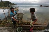 Nelayan mengambil lobster air tawar (Cherax quadricarinatus) dari perangkap di danau laut tawar, Takengon, Aceh Tengah, Jumat (1/3/2019). Lobster dari danau laut air tawar yang dikenal juga dengan sebutan LAT selain untuk memenuhi kebutuhan pasar lokal juga dikirim ke Medan, Sumatera Utara dengan harga Rp65 ribu hingga Rp70 ribu perkilogran tergantung ukuran. (Antara Aceh/ Irwansyah Putra)