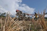 Petani Sigi panen buah semangka