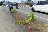 Warga menempatkan ranting pohon dan pasir pada badan jalan terkena tumpahan minyak pemulas atau oli di jembatan Pante Pirak, kota Banda Aceh, Sabtu (2/3/2019). Tumpahan minyak pelumas diduga berasal dari mobil pengangkut BBM itu mengancam keselamatan pengendara dan belum ada upaya dari instansi terkait untuk membersihkannya. (Antara Aceh/Ampelsa)