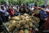 Asisten Deputi (Asdep) Pengembangan Destinasi Regional II Kementerian Pariwisata Reza Fahlevi (lima kiri) bersama Plt Bupati Bener Meriah Sarkawi (lima kanan) memperlihatkan buah durian unggulan pada festival durian tanah gayo di Desa Reje Ilang, Bener Meriah, Aceh, Sabtu (2/3/2019). Festival durian diselenggarakan untuk mempromosikan Kabupaten Bener Meriah sebagai salah satu daerah penghasil durian didataran tinggi gayo. (Antara Aceh/Irwansyah Putra)